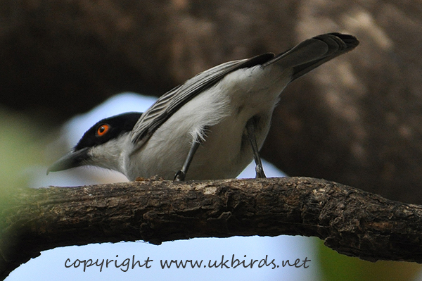 Northern Puffback