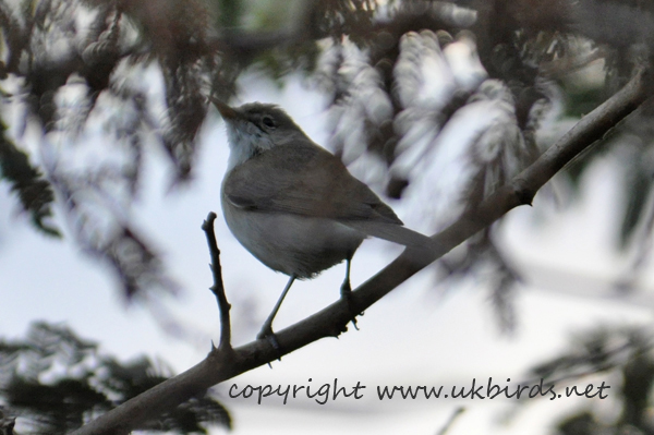 Olivaceous Warbler