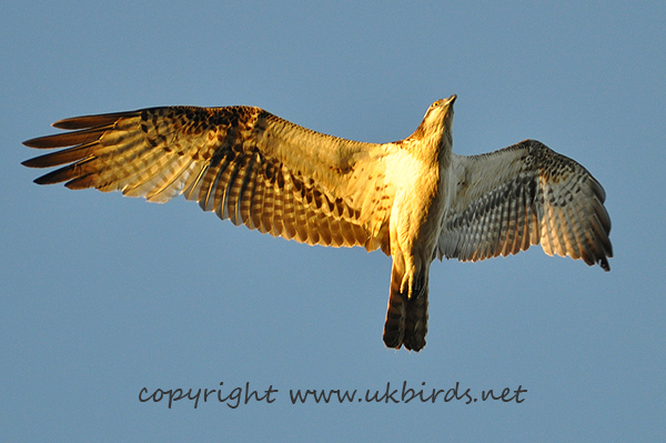 Osprey