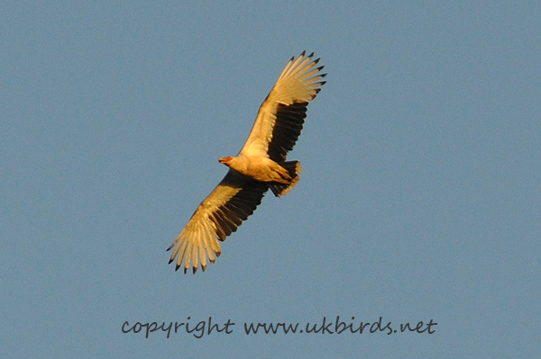 Palm-nut Vulture