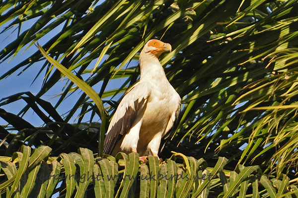 Palm-nut Vulture