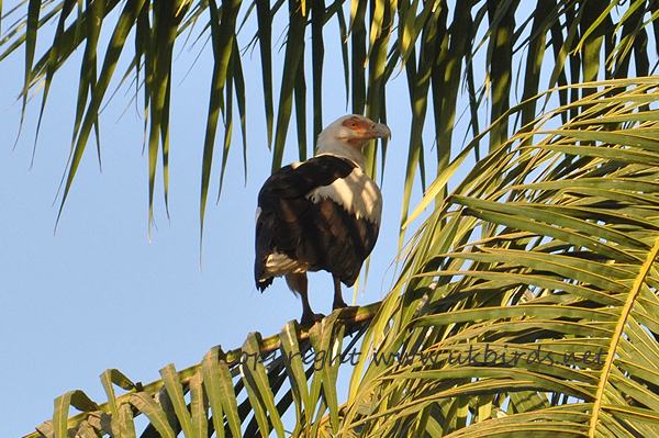 Palm-nut Vulture