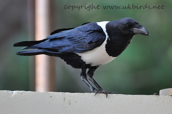 Pied Crow