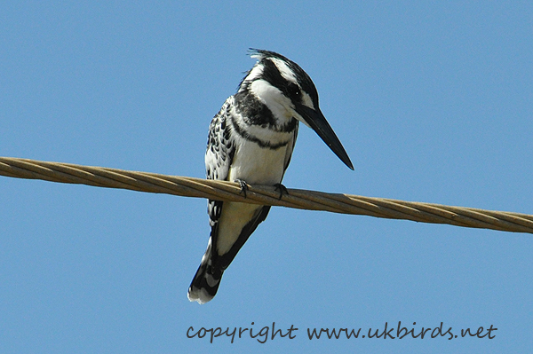 Pied Kingfisher