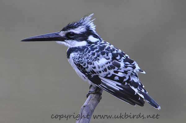 Pied Kingfisher