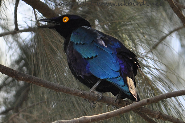 Purple Glossy Starling