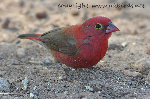 Red-billed Firefinch