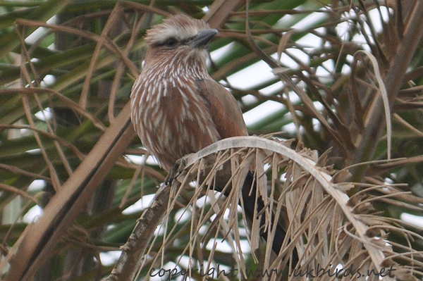 Rufous-crowned Roller