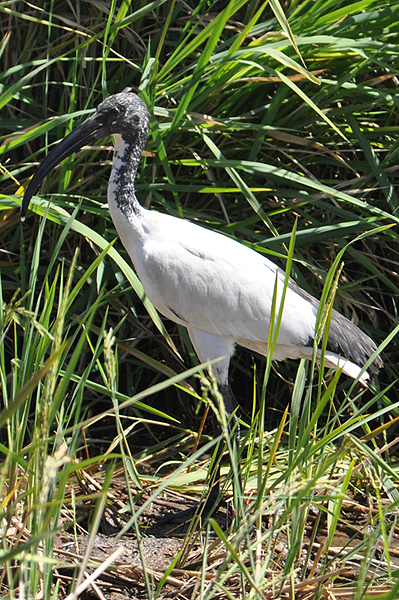 Sacred Ibis