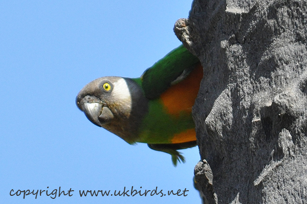 Senegal Parrot