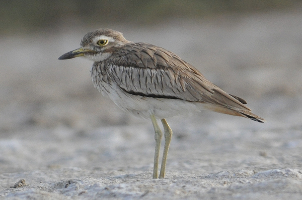 Senegal Thick-knee