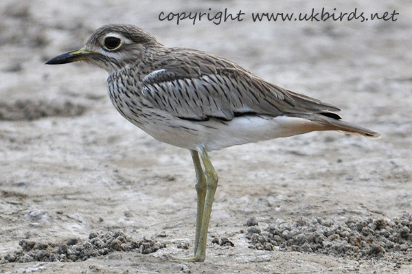 Senegal Thick-knee