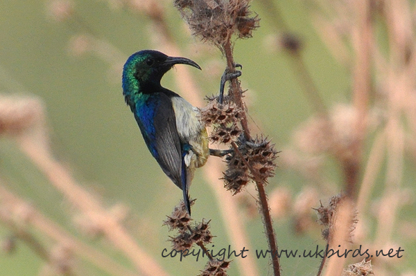 Variable Sunbird