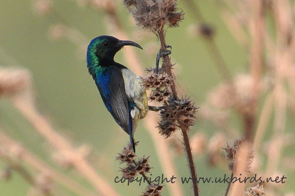 Variable Sunbird