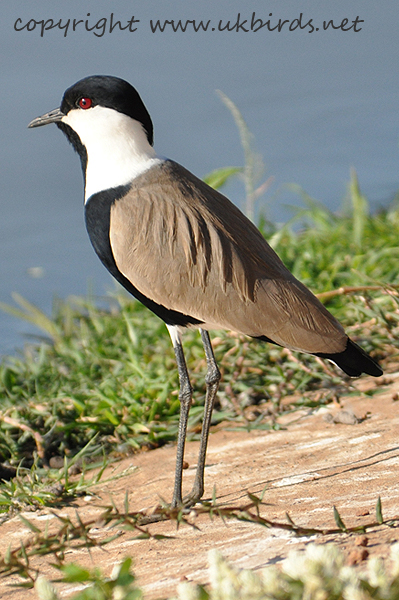 Spur-winged Plover