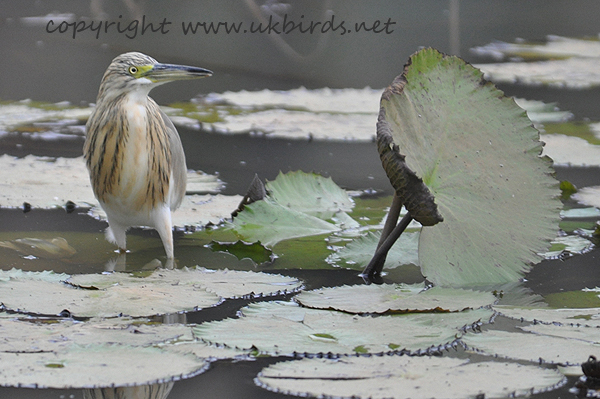 Squacco Heron