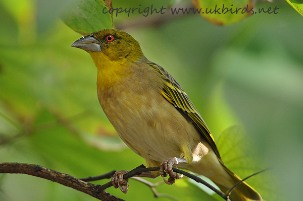 Village Weaver