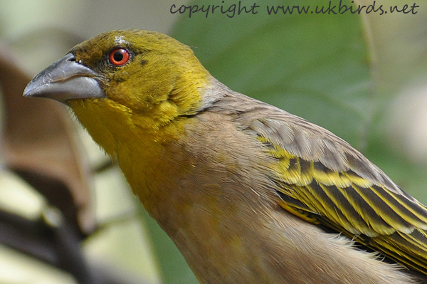 Village Weaver