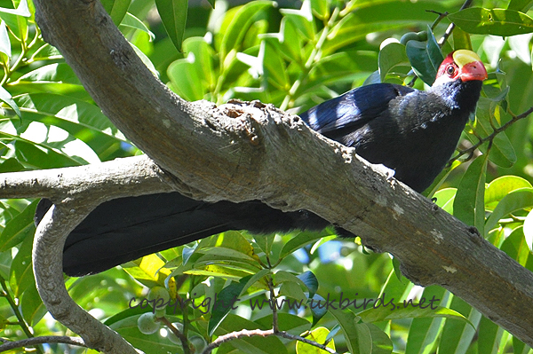 Violet Turaco