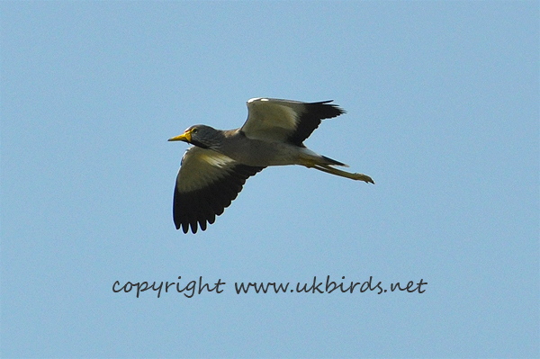 Wattled Plover