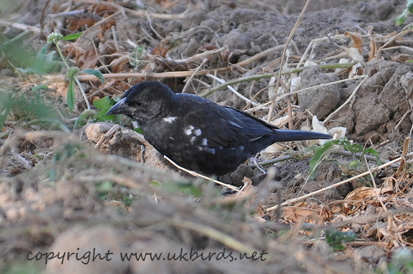 White-billed Buffalo-weaver