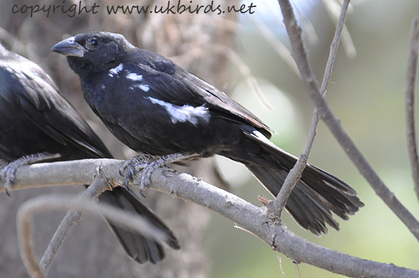 White-billed Buffalo-weaver