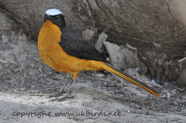 White-crowned Robin-chat