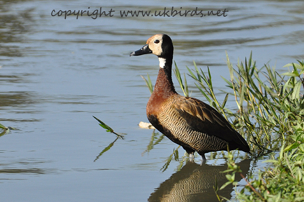 White-faced Whistling Duck