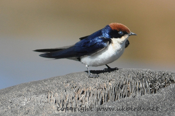 Wire-tailed Swallow