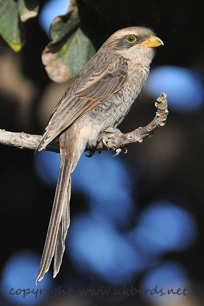 Yellow-billed Shrike