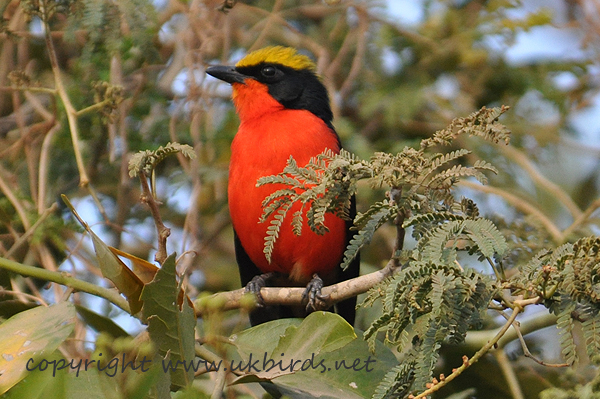 Yellow-crowned Gonolek