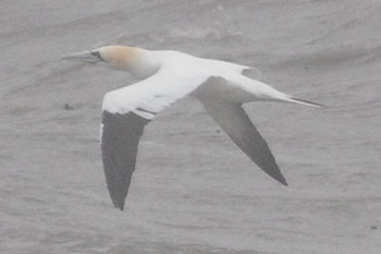 Gannet