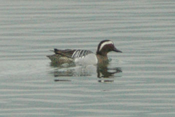 Garganey