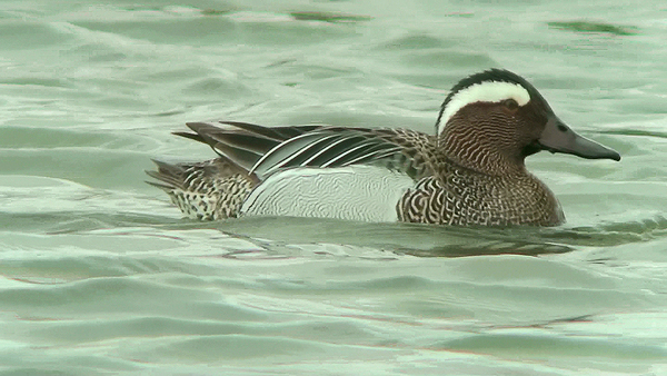 Garganey