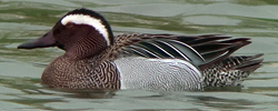 Garganey