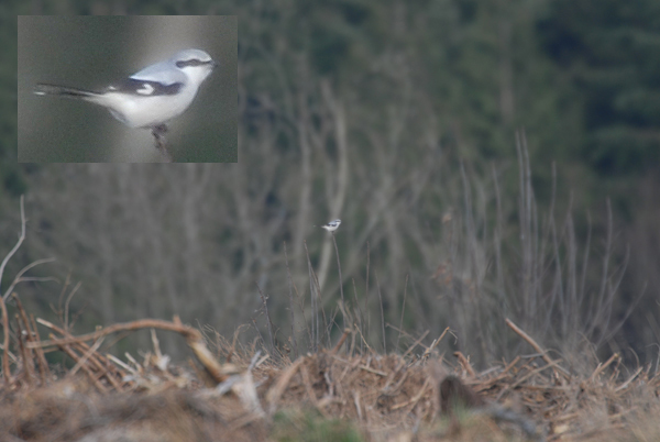 Great Grey Shrike Forest of Dean