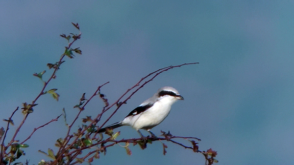 Great Grey Shrike