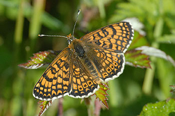 Glanville Fritillary