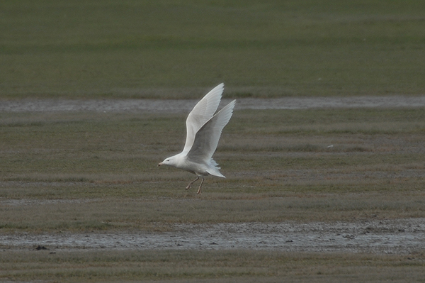Glaucous Gull Slimbridge March 2007