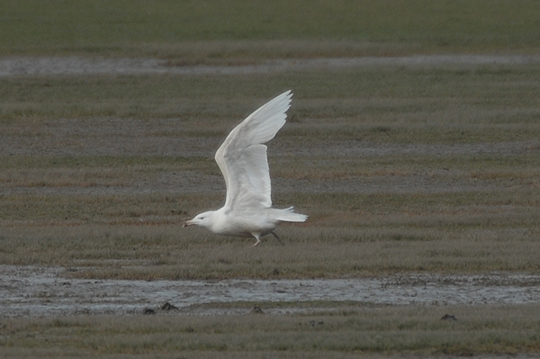 Glaucous Gull Slimbridge March 2007