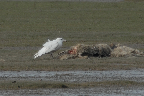 Glaucous Gull Slimbridge March 2007