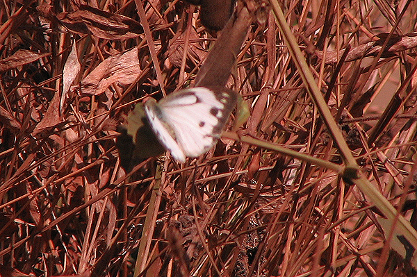 Common Gull Cepora nerissa