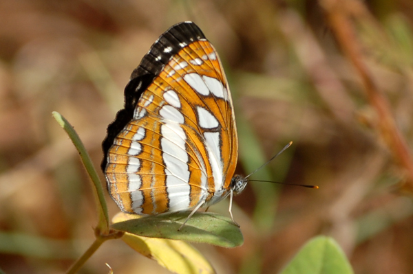 Common Sailer Neptis hylas