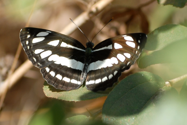 Common Sailer Neptis hylas