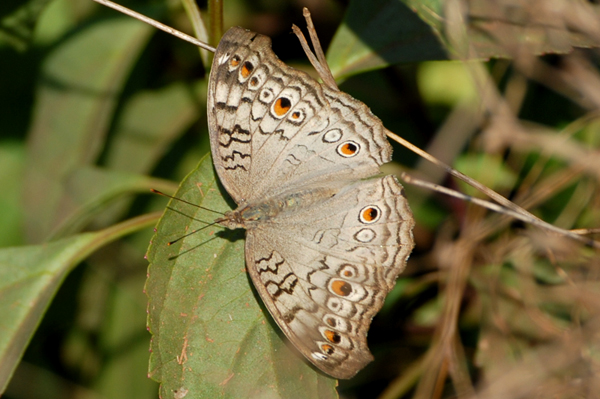 Grey Pansy Junonia atlites