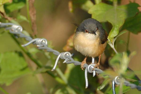 Ashy Prinia