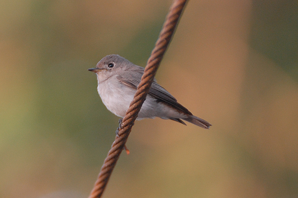 Asian Brown Flycatcher 