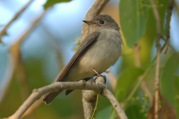Asian Brown Flycatcher