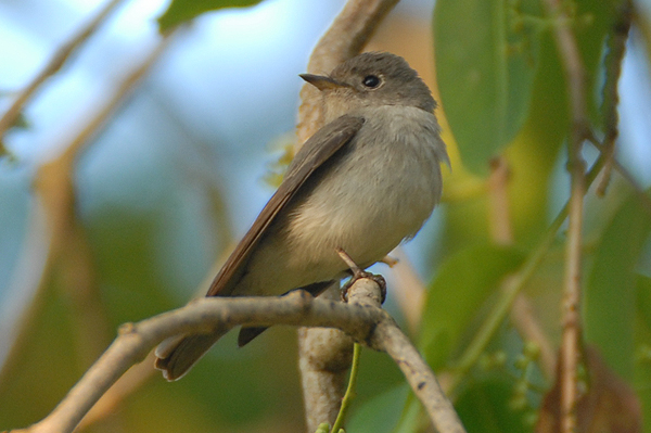 Asian Brown Flycatcher 