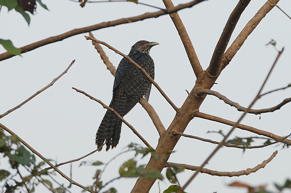 Asian Koel